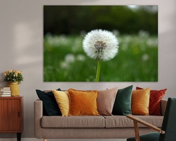 Dandelion by Tom W