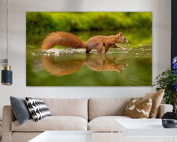 Squirrel in t water by Tanja van Beuningen