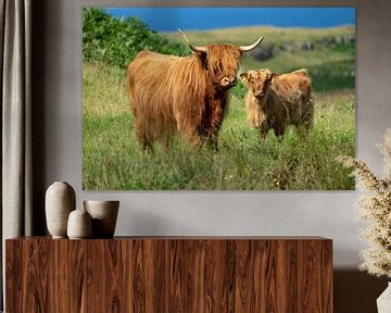 Highland cattle family by Wojciech Kruczynski