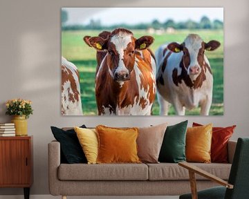 Kuh von Fotografie Arthur van Leeuwen