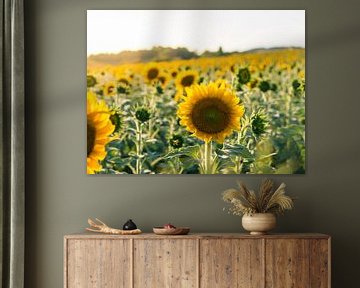 Zonnebloemenveld met vliegende bij van Art By Dominic