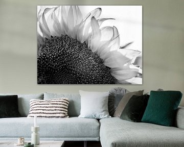 Details of a Sunflower in Black and White by Art By Dominic
