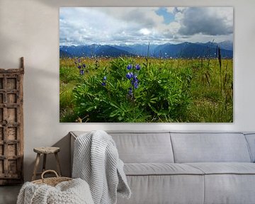 Lupins à Hurricane Ridge sur Jeroen van Deel