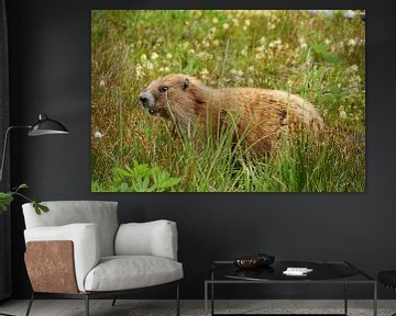 Marmot in the mountains of Olympic National Park by Jeroen van Deel
