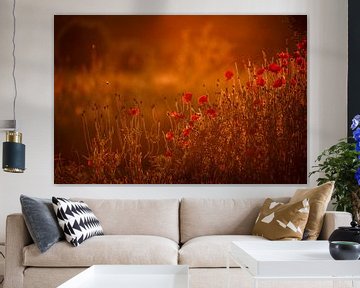 Poppies in warm golden hour sunlight by Mayra Fotografie