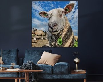 Schaf Nummer 30 als Portrait