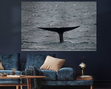 Blue Whale fluke at Spitsbergen. by Menno Schaefer