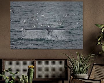 Blue Whale fluke at Spitsbergen. by Menno Schaefer