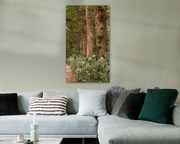 Troglodyte au bord du sentier pédestre sur Mayra Fotografie