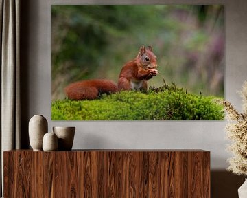 Eichhörnchen isst Nuss von Natural Charms Fotografie