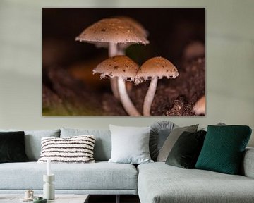 paddenstoelen trio van Tania Perneel