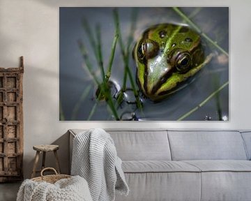 Green frog by Mariska Hofman