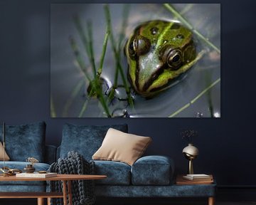 Green frog van Mariska Hofman