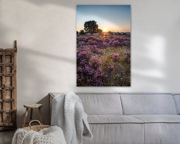 The Hilversum Heath at sunrise