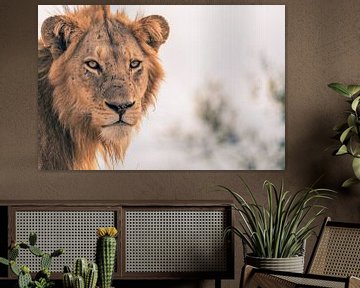 Lion in Krugerpark by Luuk Molenschot