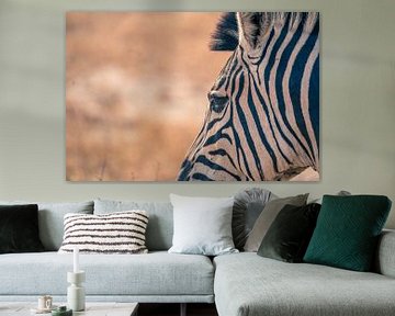Close up of a Zebra by Luuk Molenschot