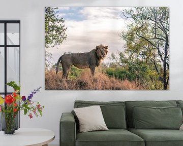 Rondkijkende leeuw in Krugerpark