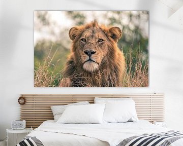 Relaxing lion by Luuk Molenschot