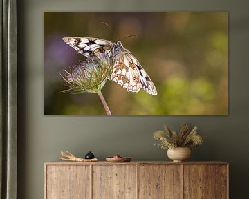 Marbled White by Dominiek Cottem