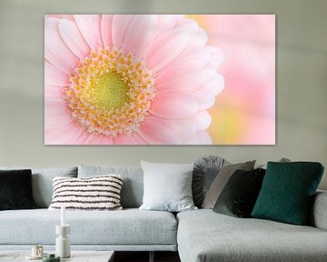 Marguerite Gerbera rose sur Dominiek Cottem