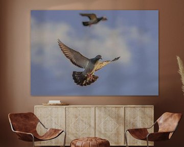 carrier pigeons by Roy IJpelaar