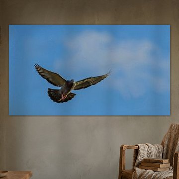 pigeon voyageur flottant. sur Roy IJpelaar