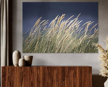 Reed with dark sky (dunes) by Jesse Coljee