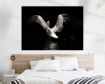 Pelican by Carla van Zomeren