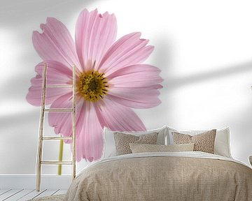 Cosmea van Tanja van Beuningen