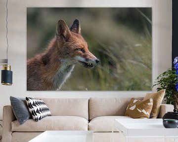 Rode vos van Leon Brouwer