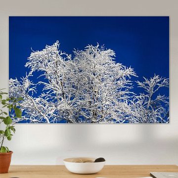 Een echte winterdroom! Gesuikerde takken van bomen, diepblauwe lucht - zo stel je je je de winter vo