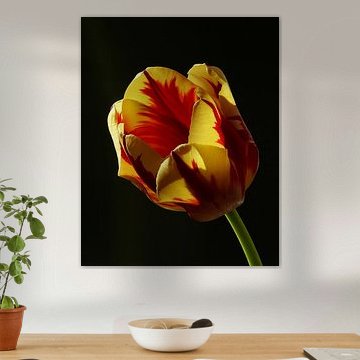 tulp flame 3