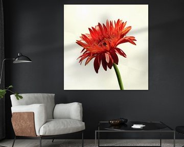 Oranje Gerbera 2 sur Jonathan Kremer