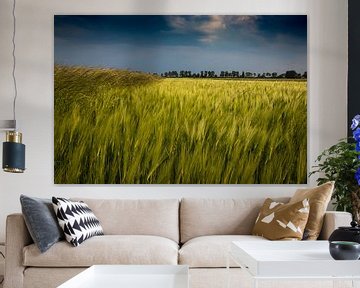 Grain Field by Frank Bison