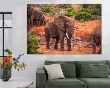 elefant in südafrika von Niels Aben