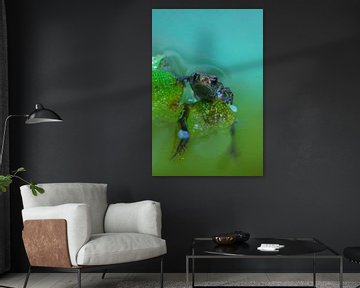 Frog above water by Arnold van Rooij