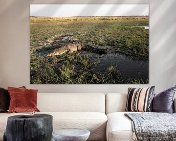 Superbe crocodile dans un paysage africain dans le delta de l'Okavango sur Tjeerd Kruse