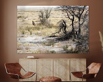 Wild African cheetah, in the Okavango Delta, Africa by Tjeerd Kruse