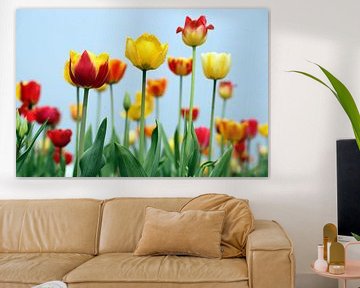 gele tulpen von Renate Knapp