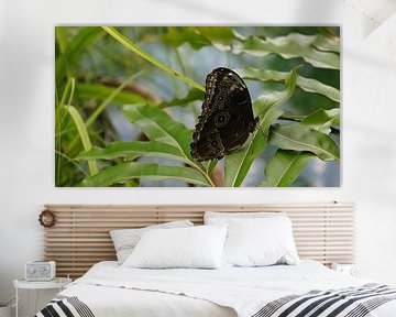papillon à la beauté cachée
