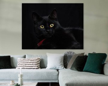 Le chat noir