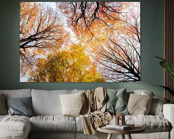 Vue vers le haut dans une forêt ensoleillée lors d'une belle journée d'automne brumeuse avec des feu sur Sjoerd van der Wal Photographie