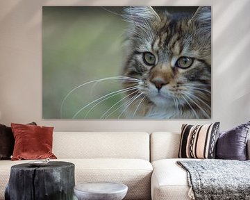 chat