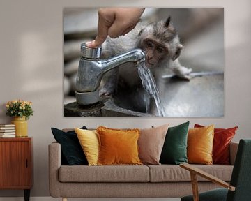 Monkey is thirsty by Gertjan Hesselink