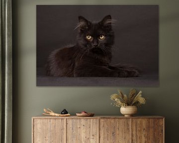 Zwarte kitten met langhaar op een zwarte achtergrond van Dagmar Hijmans