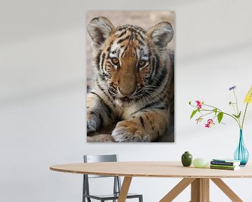 Portret van een tijgerwelpje