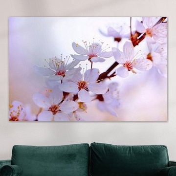 Japanische Kirschblüte von Renate Knapp