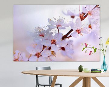 Japanische Kirschblüte sur Renate Knapp