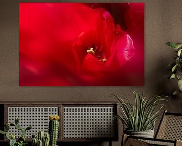 Red - tulip abstract by Marly De Kok