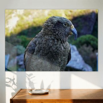 Kea